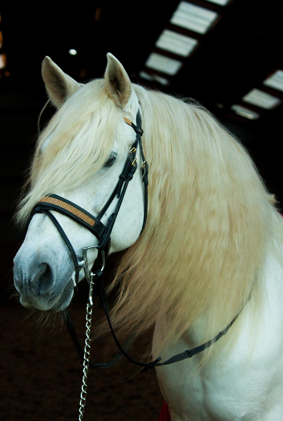 Pura Raza Española Brioso LXVII  billede 1