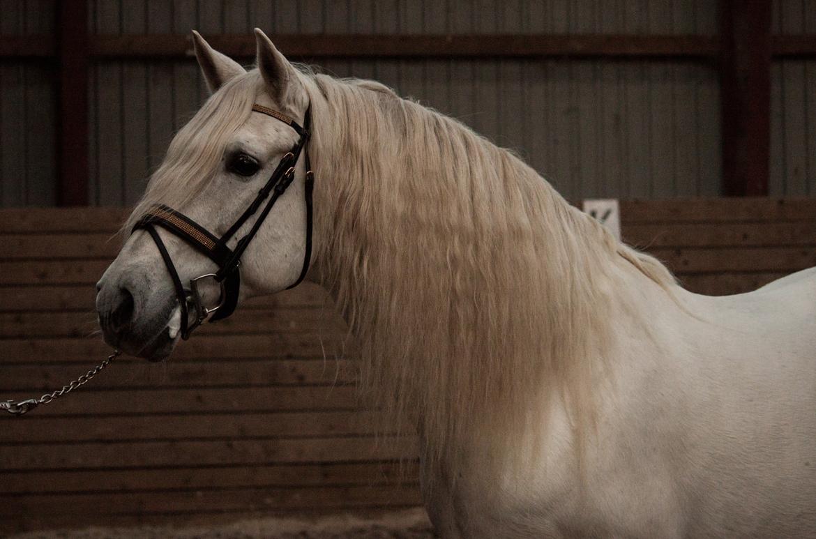 Pura Raza Española Brioso LXVII  billede 3