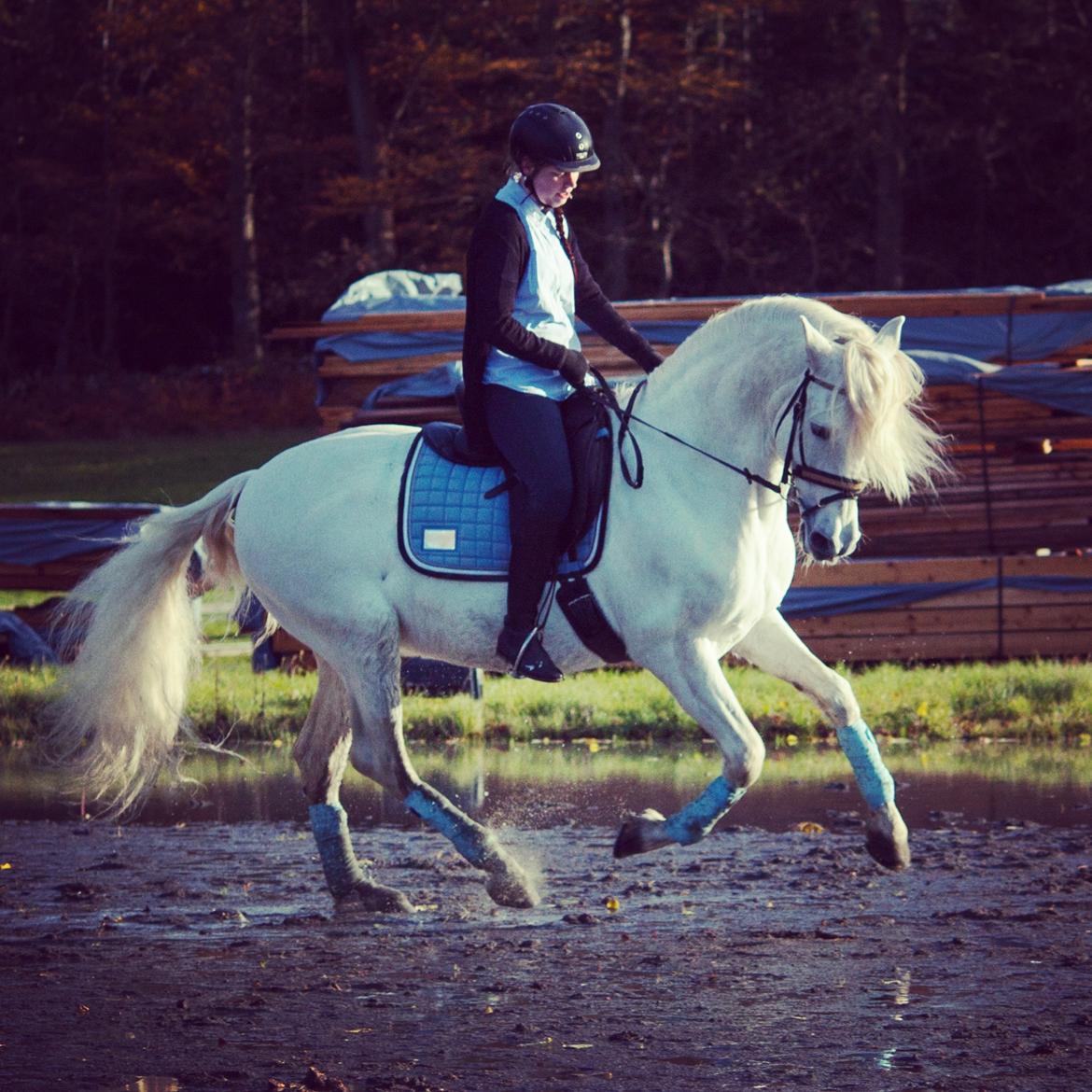 Pura Raza Española Brioso LXVII  billede 11