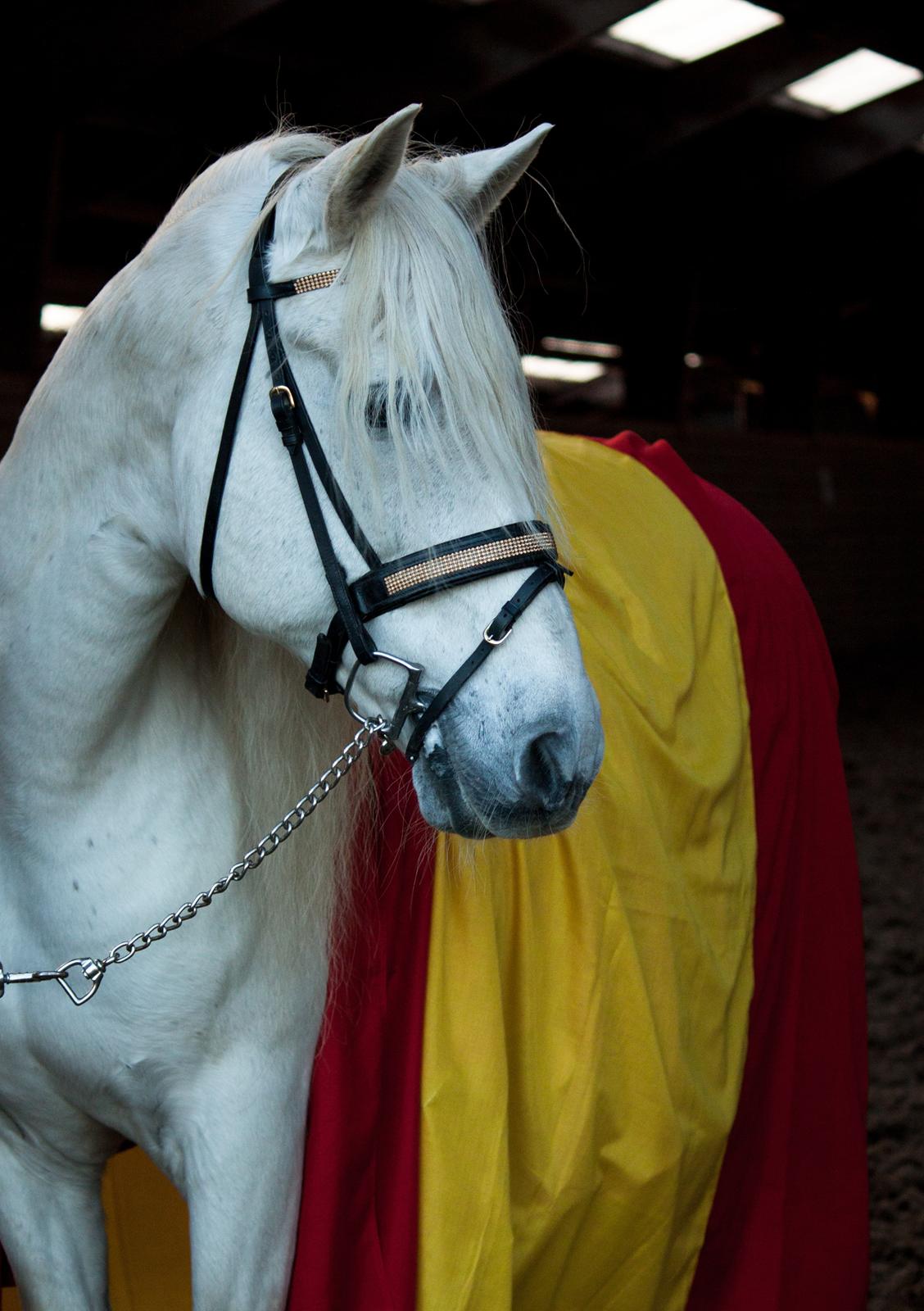 Pura Raza Española Brioso LXVII  billede 12