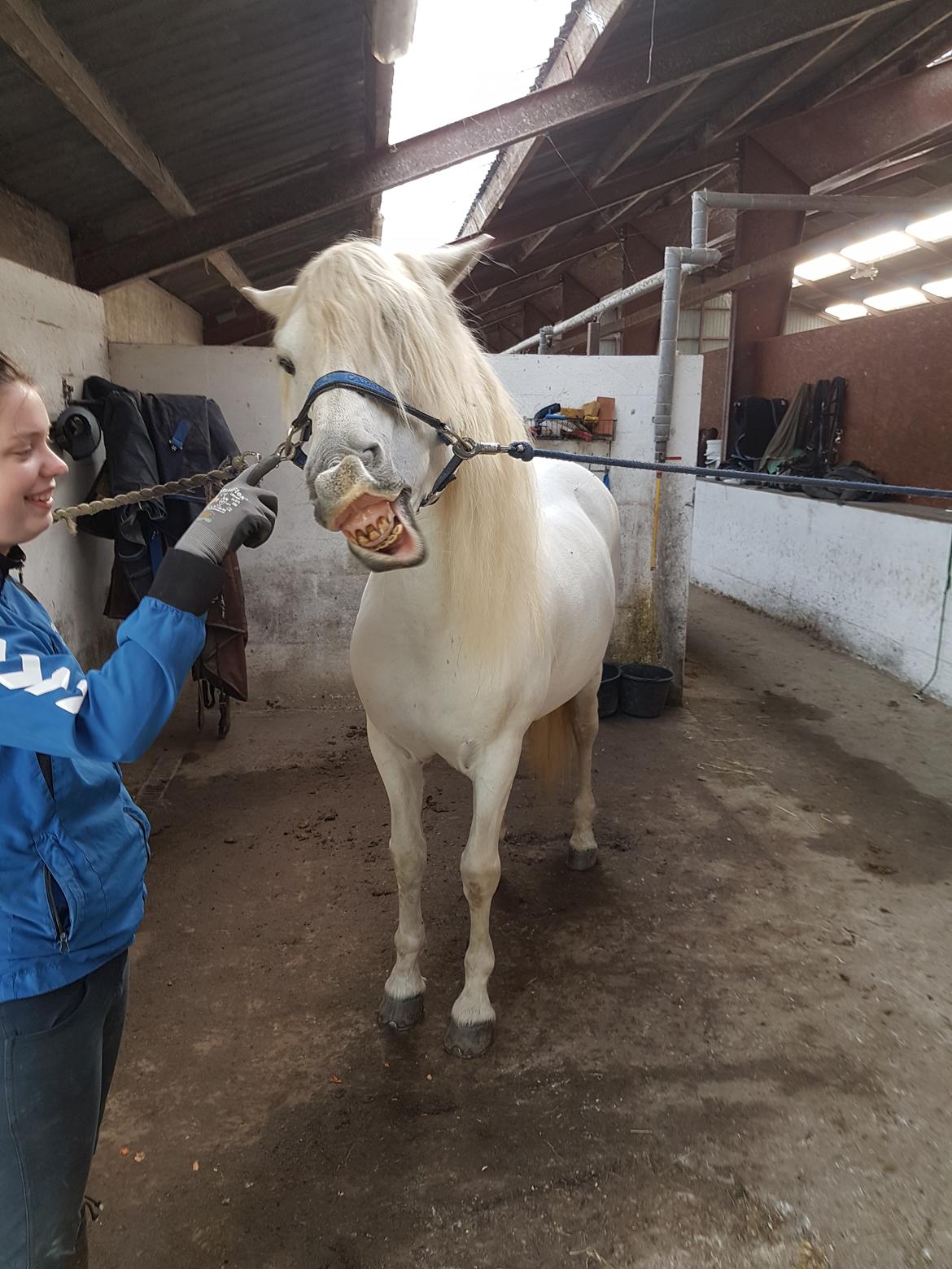 Pura Raza Española Brioso LXVII  billede 13