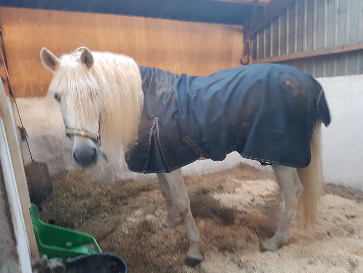 Pura Raza Española Brioso LXVII  billede 14