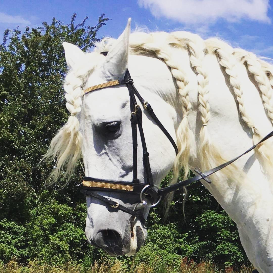Pura Raza Española Brioso LXVII  billede 15