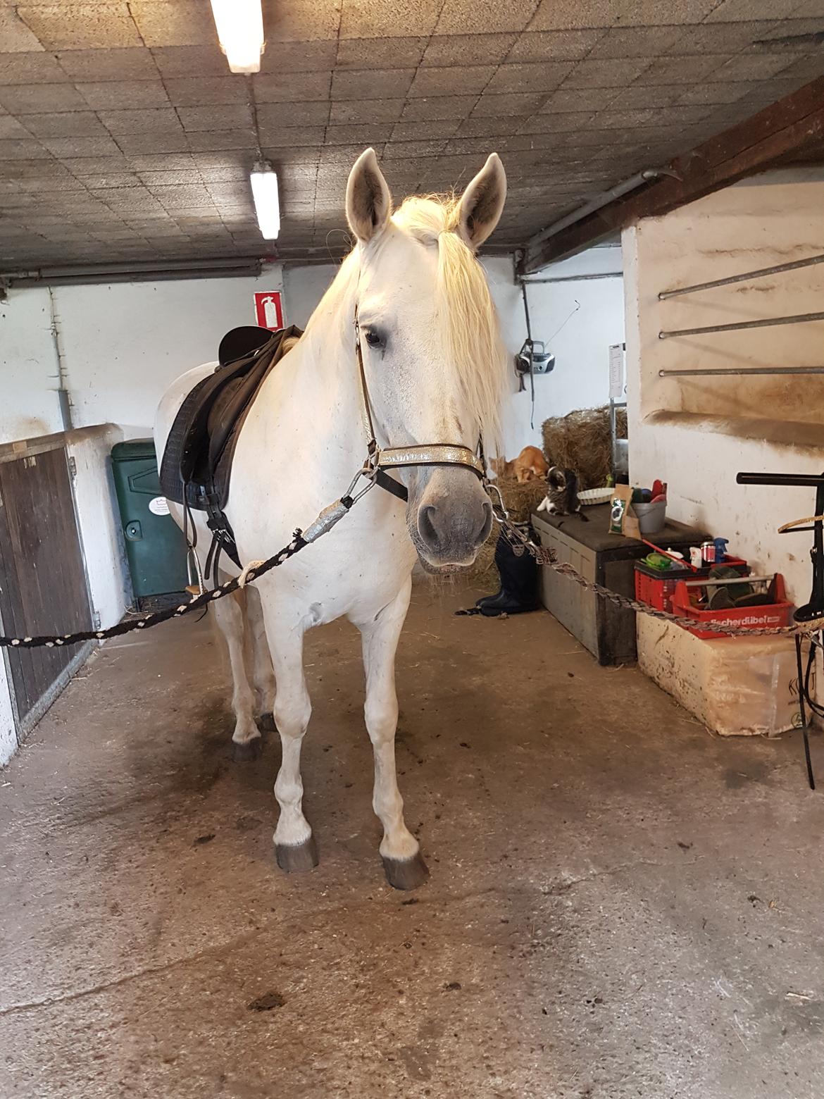 Pura Raza Española Brioso LXVII  billede 16