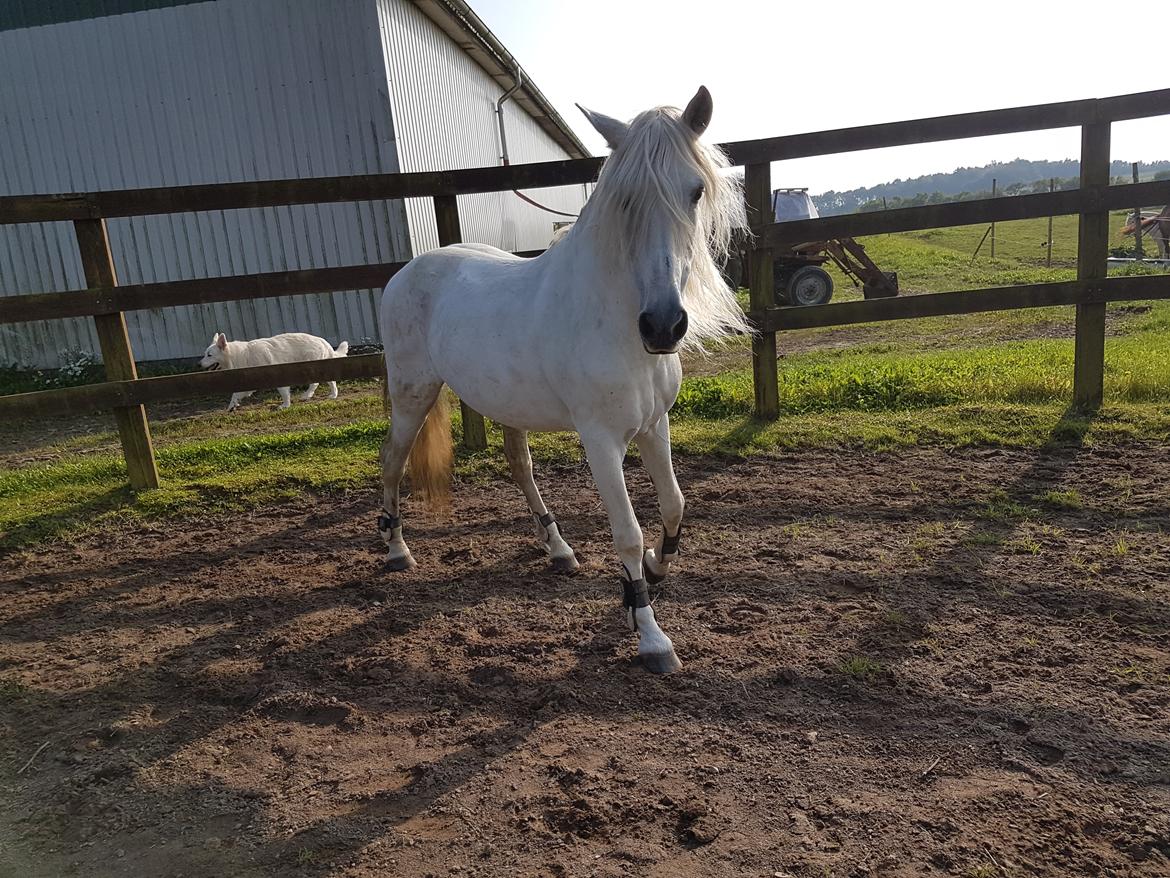 Pura Raza Española Brioso LXVII  billede 17