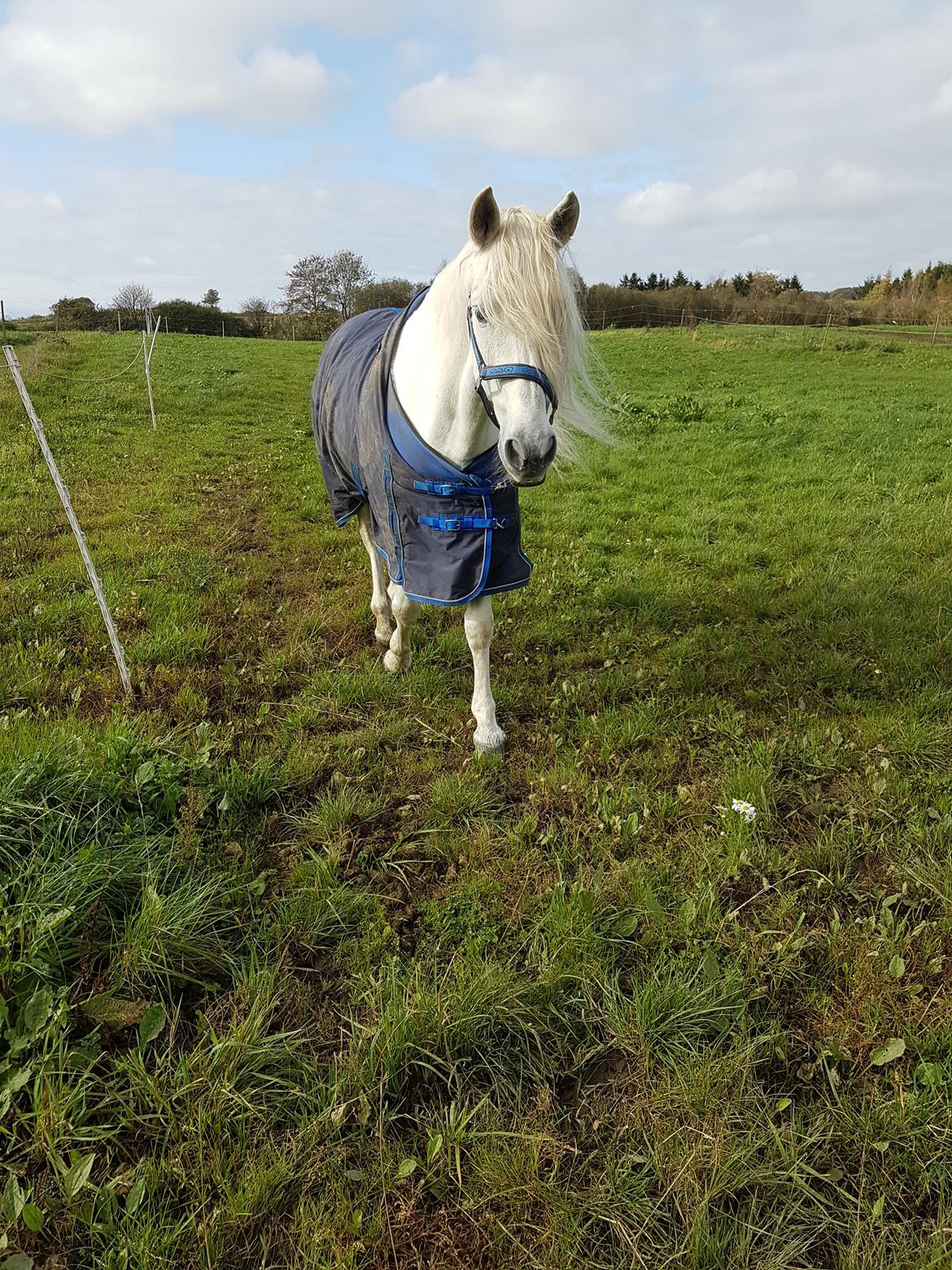 Pura Raza Española Brioso LXVII  billede 18