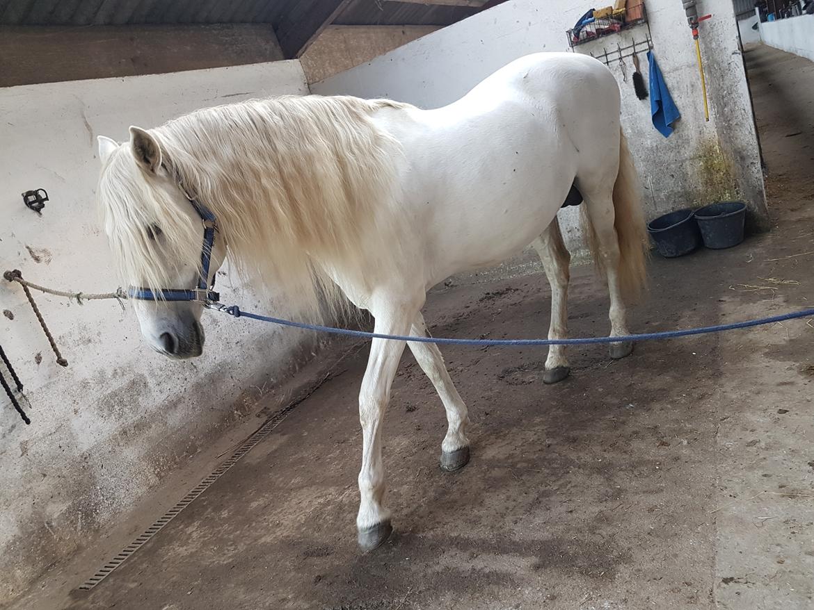 Pura Raza Española Brioso LXVII  billede 19