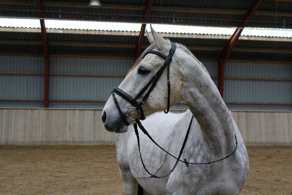 Anglo Araber (AA) Kessler - 04-11-2017 billede 12