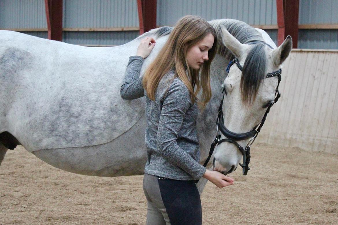 Anglo Araber (AA) Kessler - 04-11-2017 billede 15