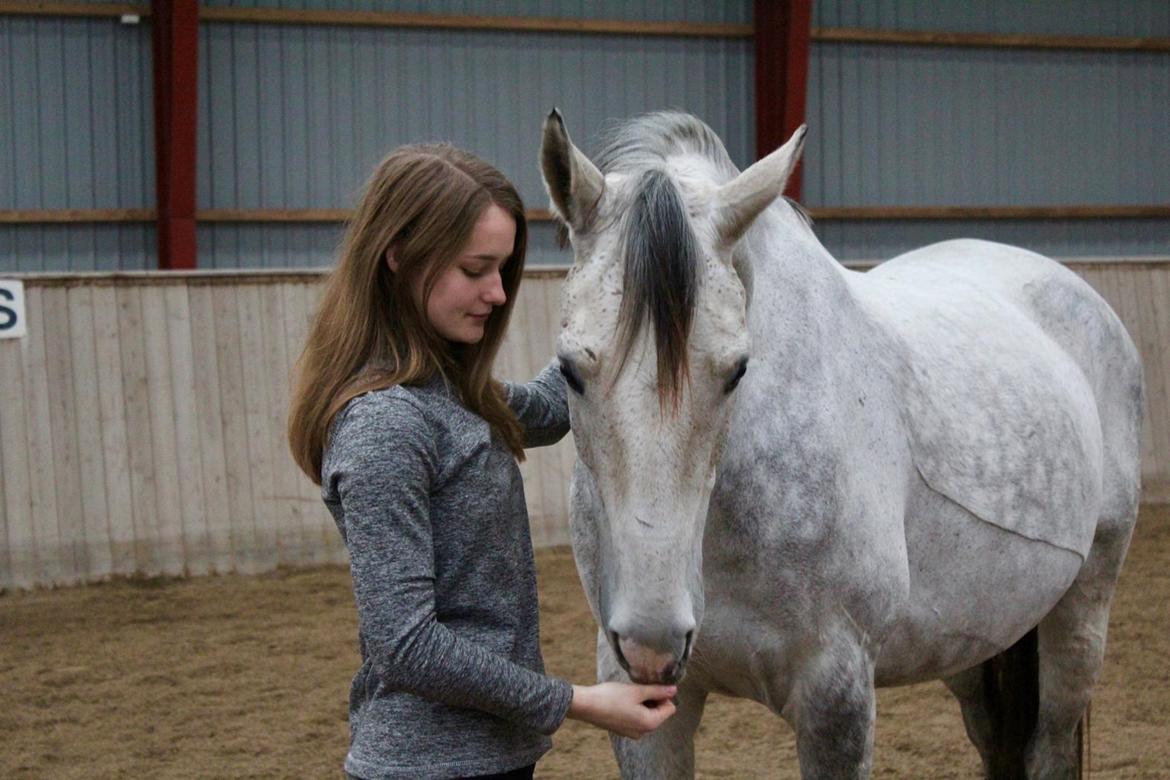 Anglo Araber (AA) Kessler - 04-11-2017 billede 13