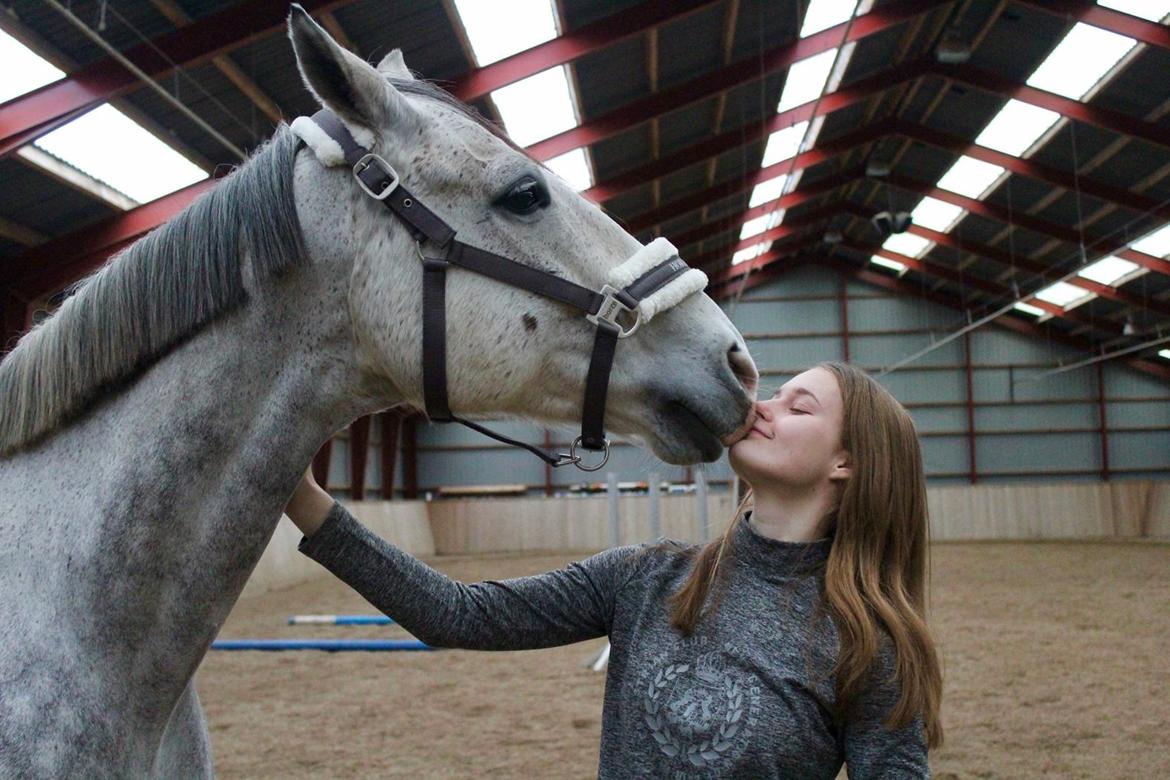 Anglo Araber (AA) Kessler - 04-11-2017 billede 14