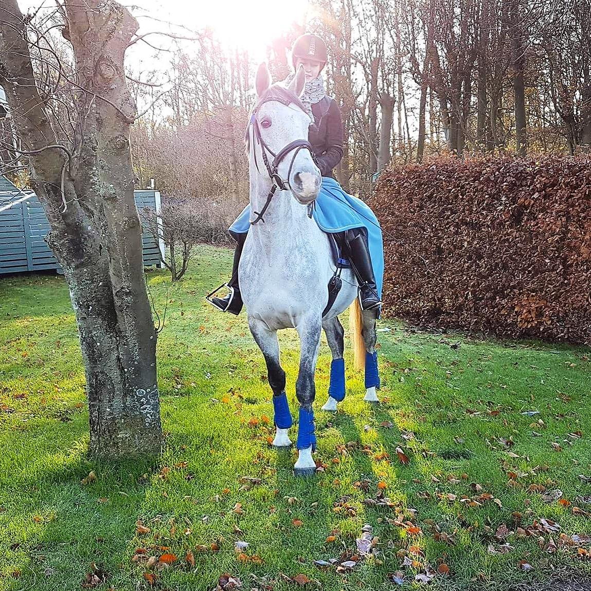 Anglo Araber (AA) Kessler - 02-12-2017 billede 16