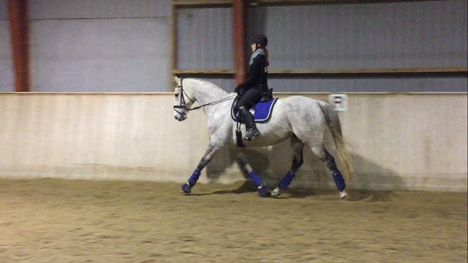 Anglo Araber (AA) Kessler - 03-12-2017 billede 10