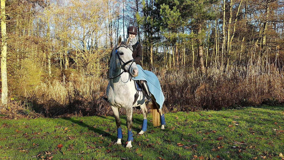 Anglo Araber (AA) Kessler - 02-12-2017 billede 17