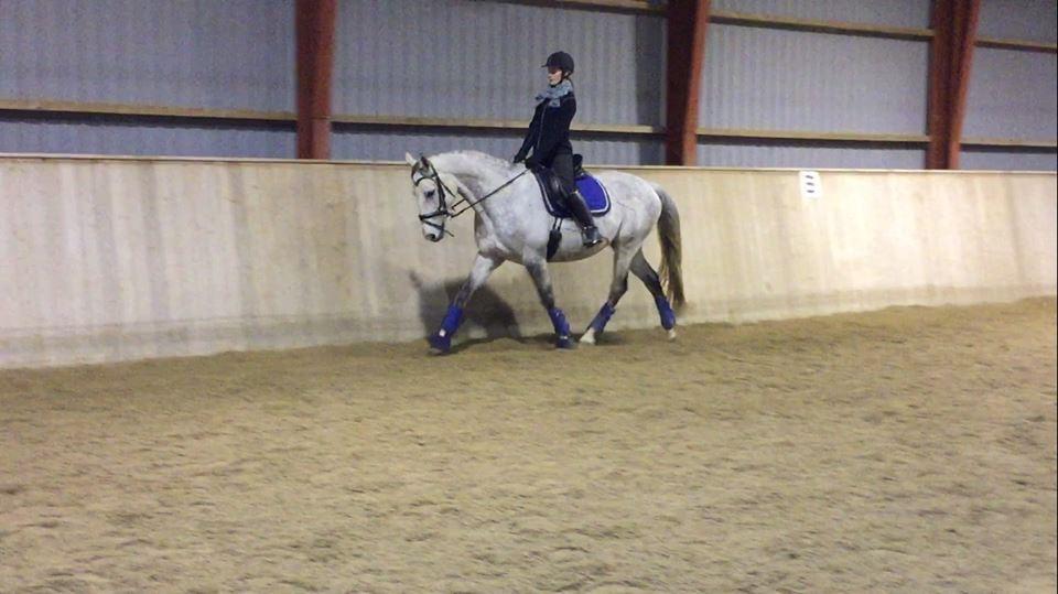 Anglo Araber (AA) Kessler - 03-12-2017 billede 11