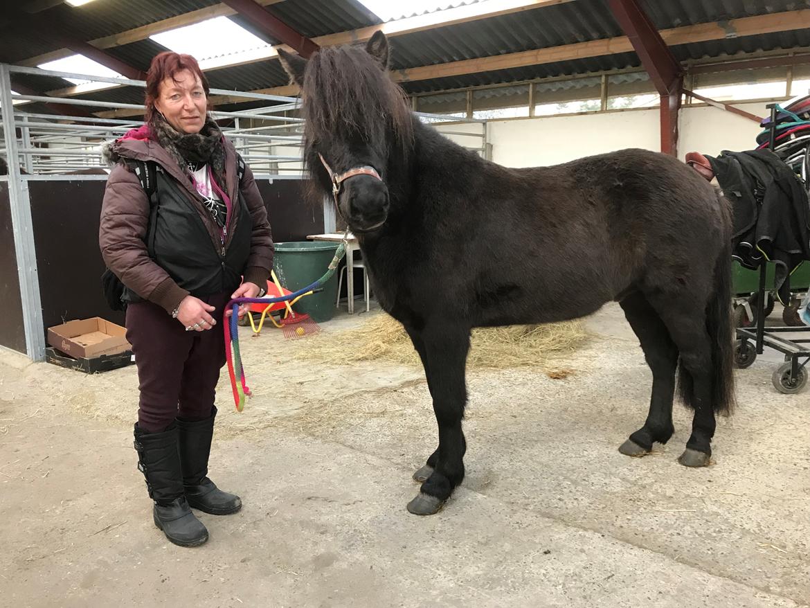 Islænder Askur fra Bjarup - Da vi havde sagt ja til Askur (min mor og Askur) 😄 billede 8
