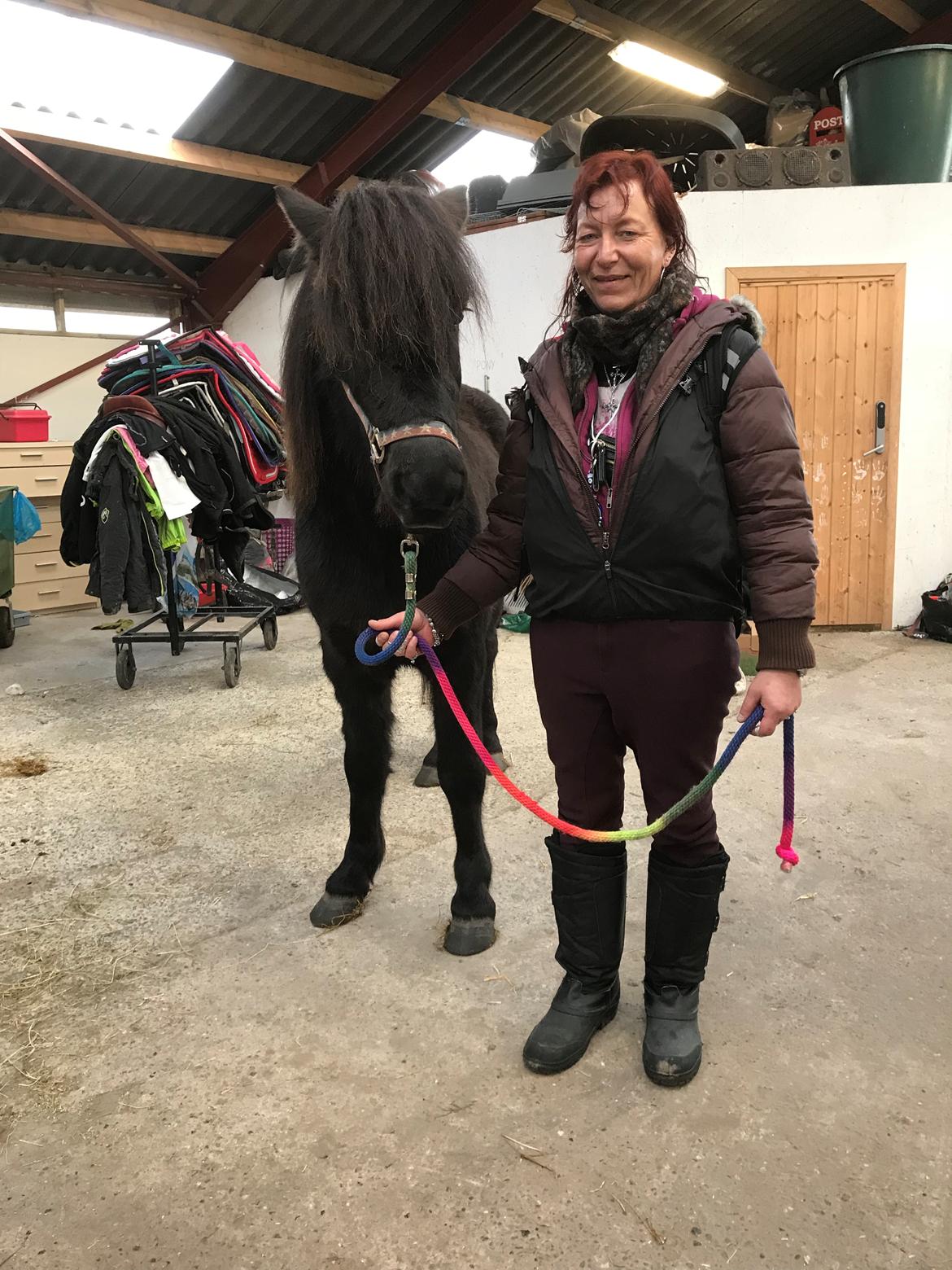 Islænder Askur fra Bjarup - Min mor der nu stolt kunne sige han blev vores 😃 billede 9