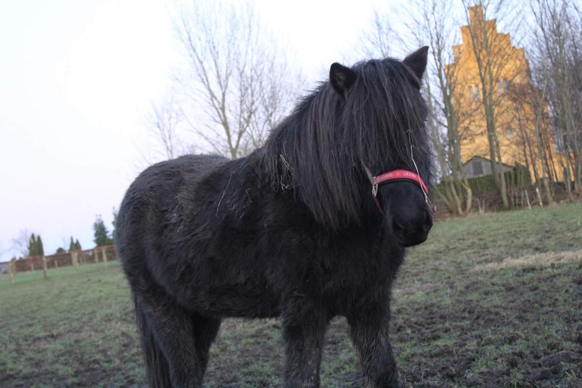 Islænder Askur fra Bjarup billede 1