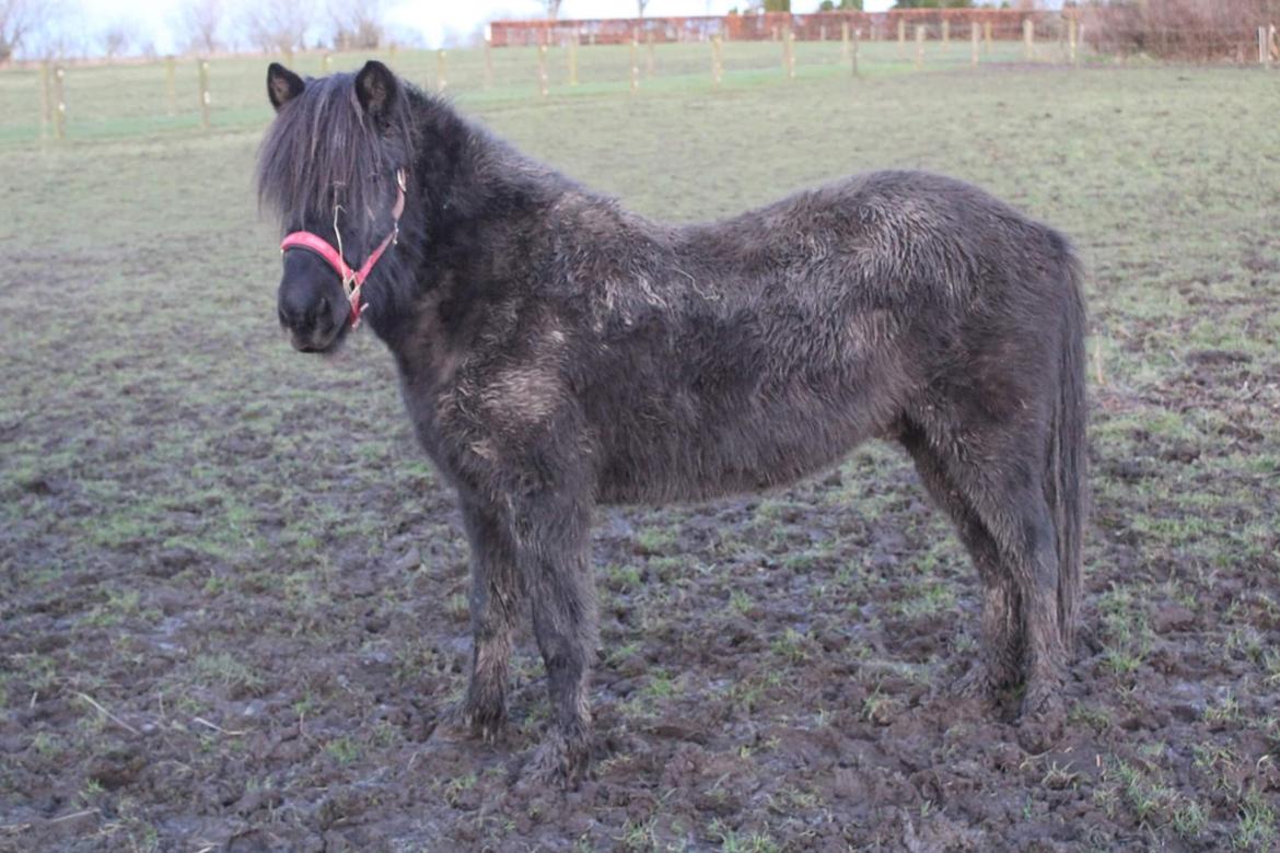 Islænder Askur fra Bjarup billede 2