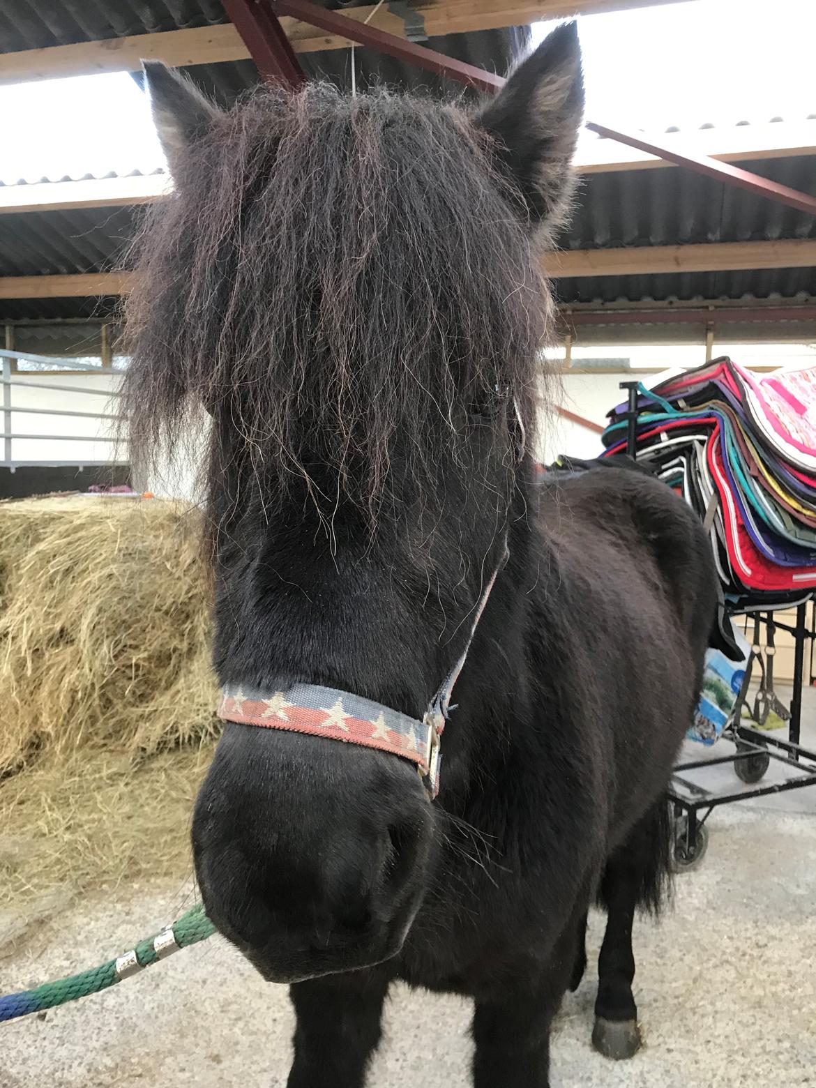Islænder Askur fra Bjarup - Stadig da vi var på besøg og kigge hos Askur 😃 billede 7