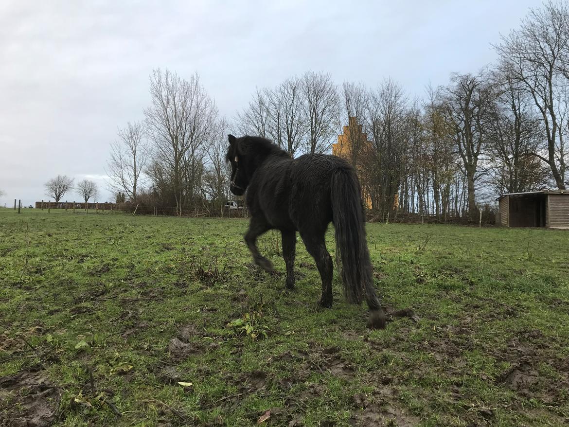 Islænder Askur fra Bjarup billede 5