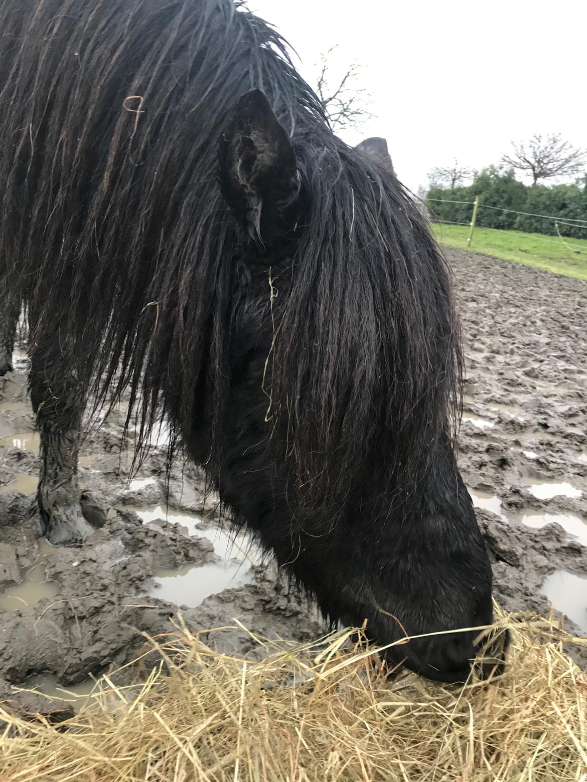 Islænder Askur fra Bjarup billede 6