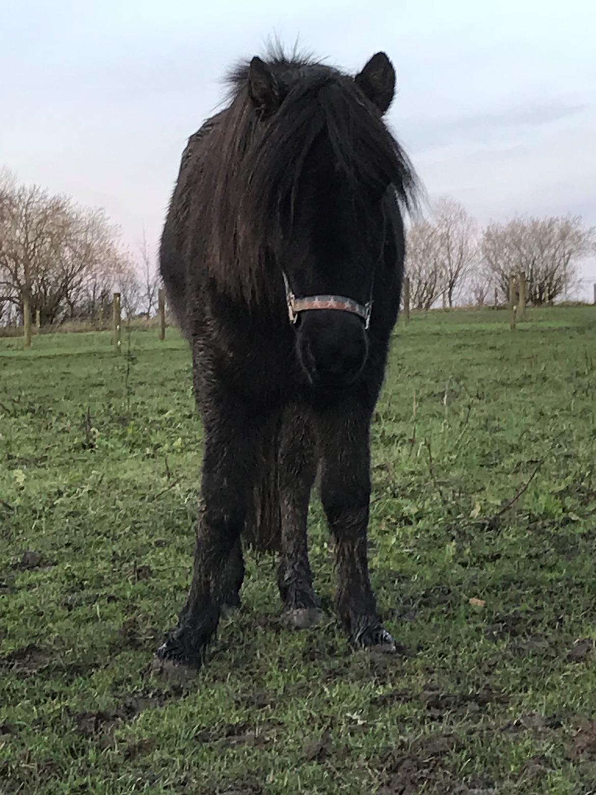 Islænder Askur fra Bjarup billede 4
