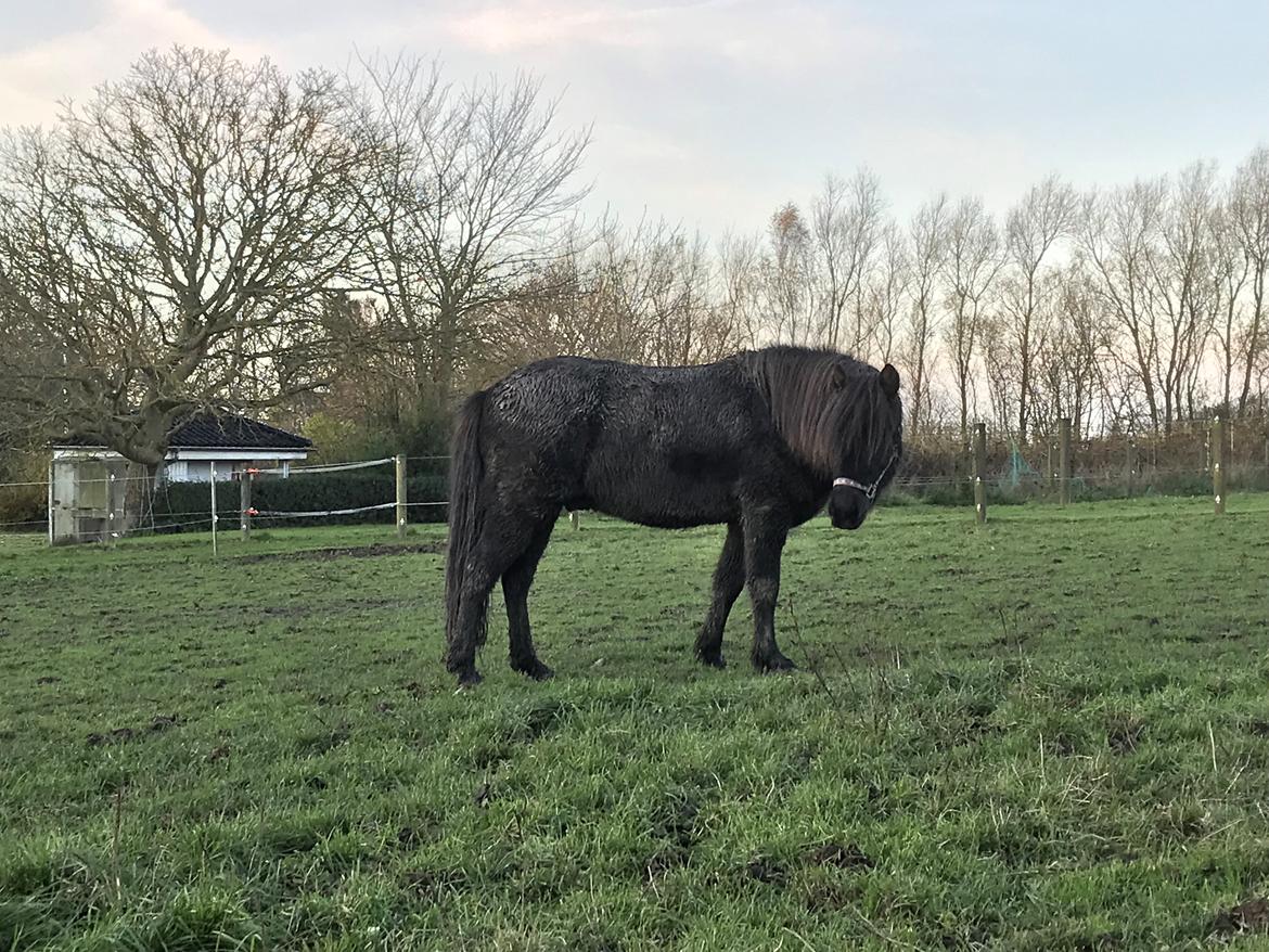 Islænder Askur fra Bjarup billede 3