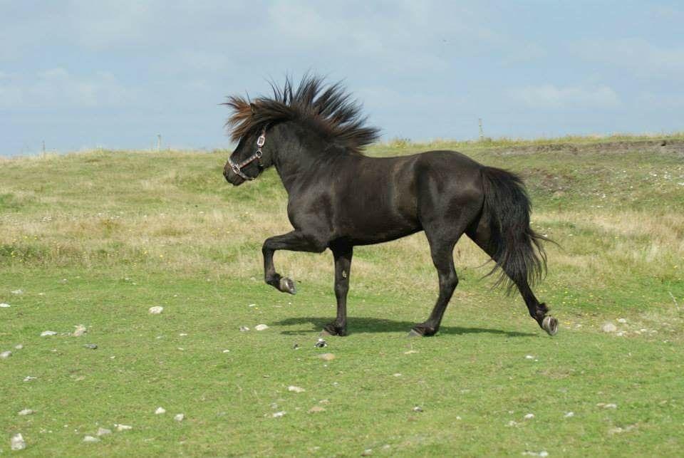 Islænder Askur fra Bjarup - Billede fra hans salgsannonce 😊 billede 10