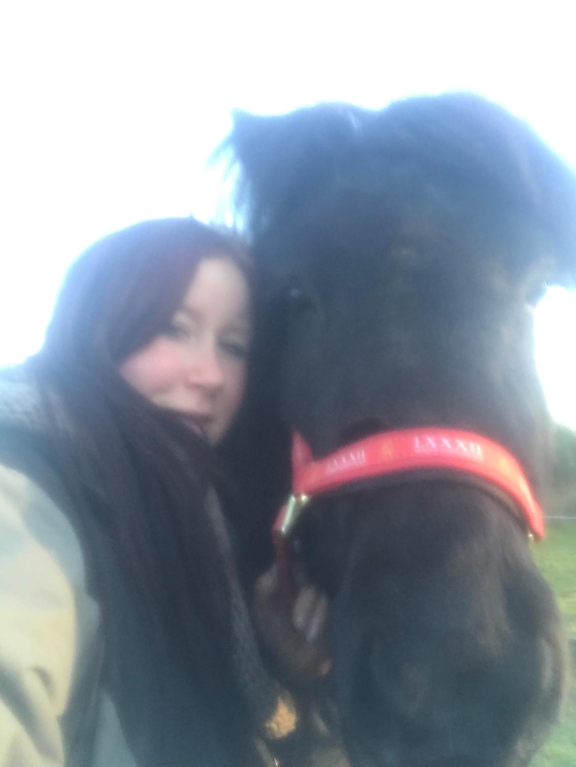 Islænder Askur fra Bjarup - Undskyld kvaliteten men var så stolt den dag over at kunne tage en selfie med ham! 😃 billede 11