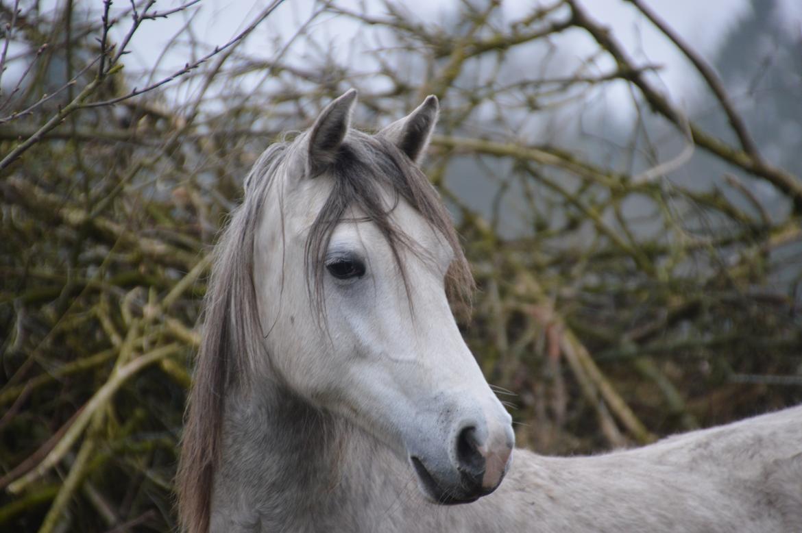 Welsh Pony (sec B) Bjerregaards Savannah billede 3