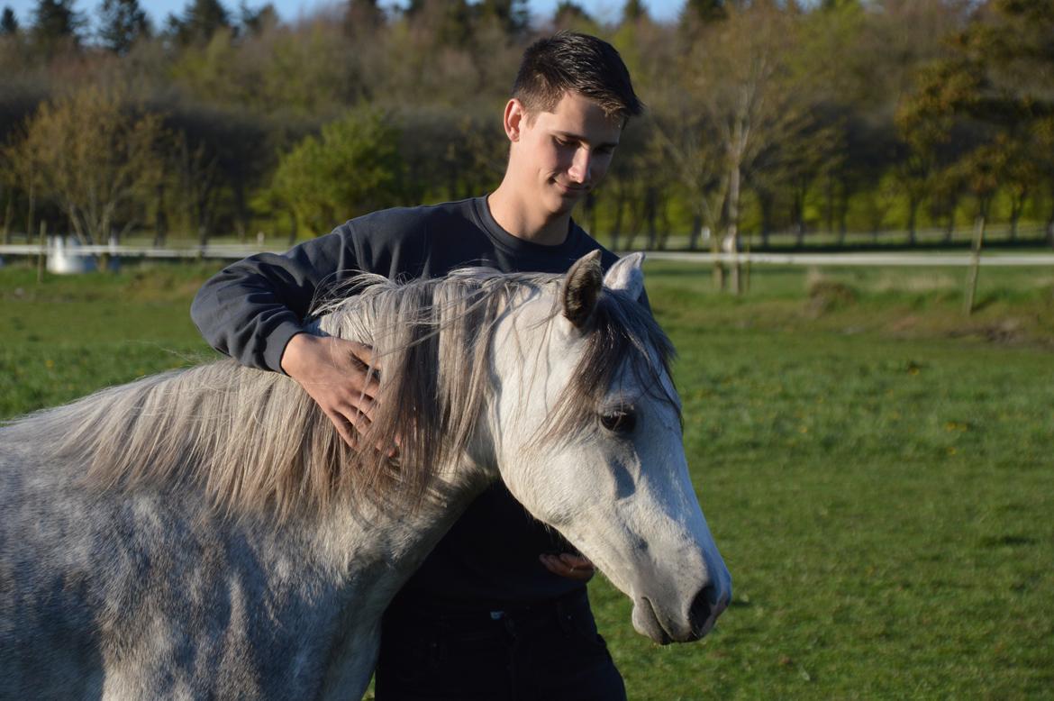 Welsh Pony (sec B) Bjerregaards Savannah billede 4