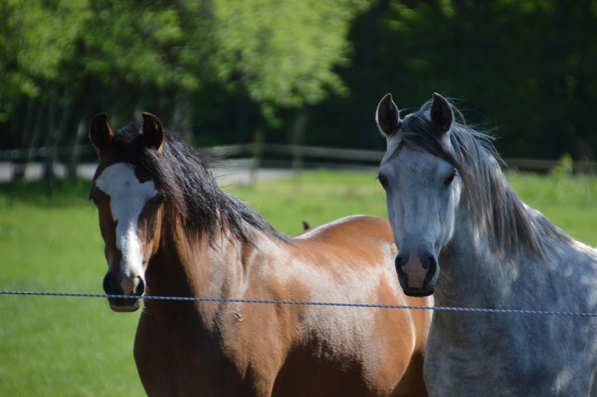 Welsh Pony (sec B) Bjerregaards Savannah billede 5