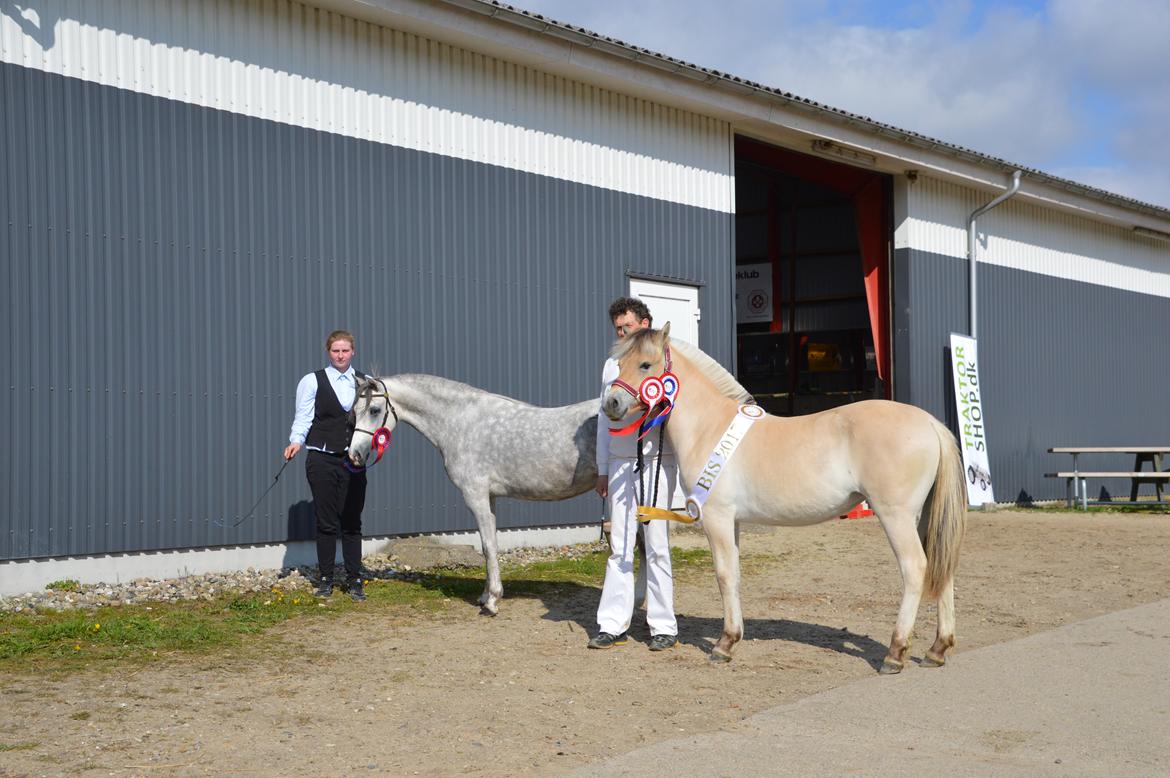 Welsh Pony (sec B) Bjerregaards Savannah billede 6