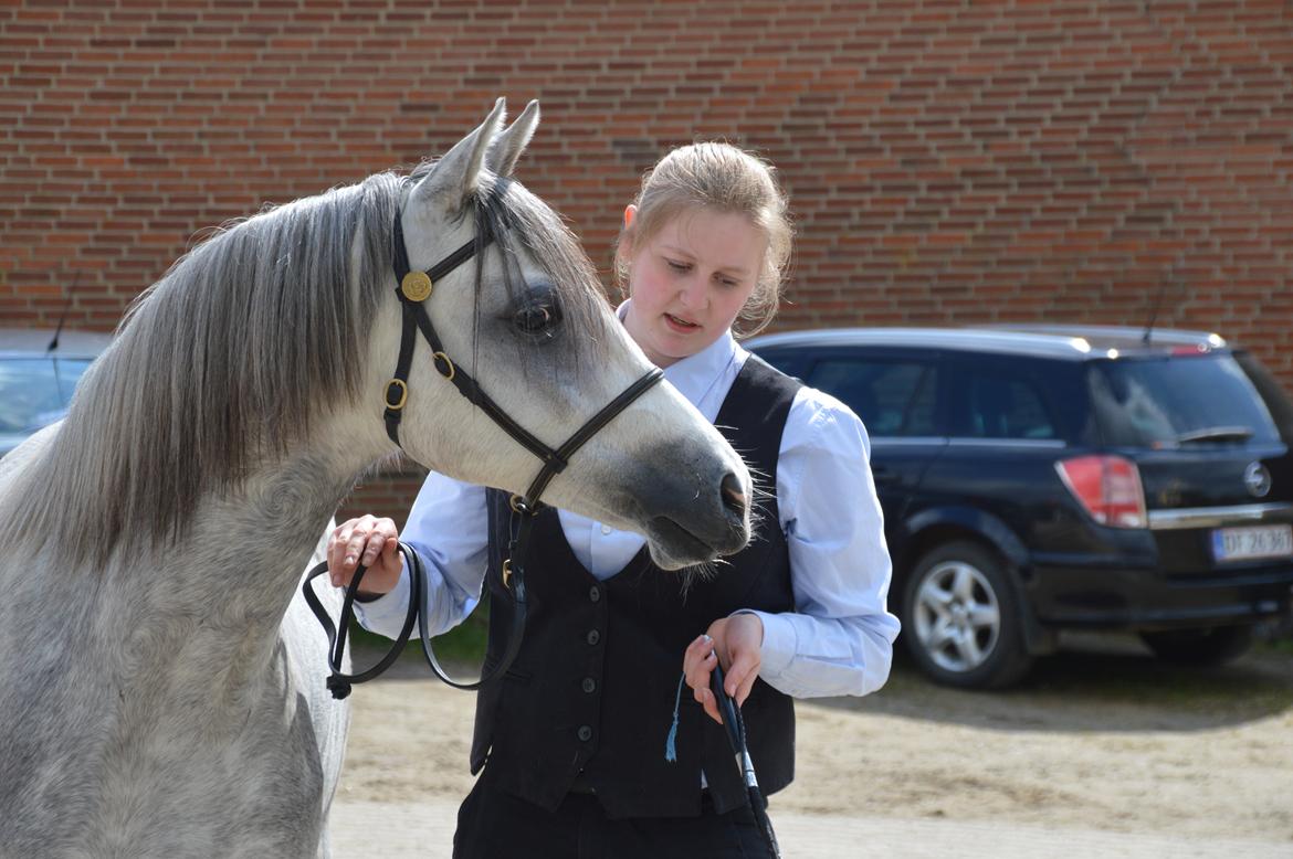 Welsh Pony (sec B) Bjerregaards Savannah billede 7