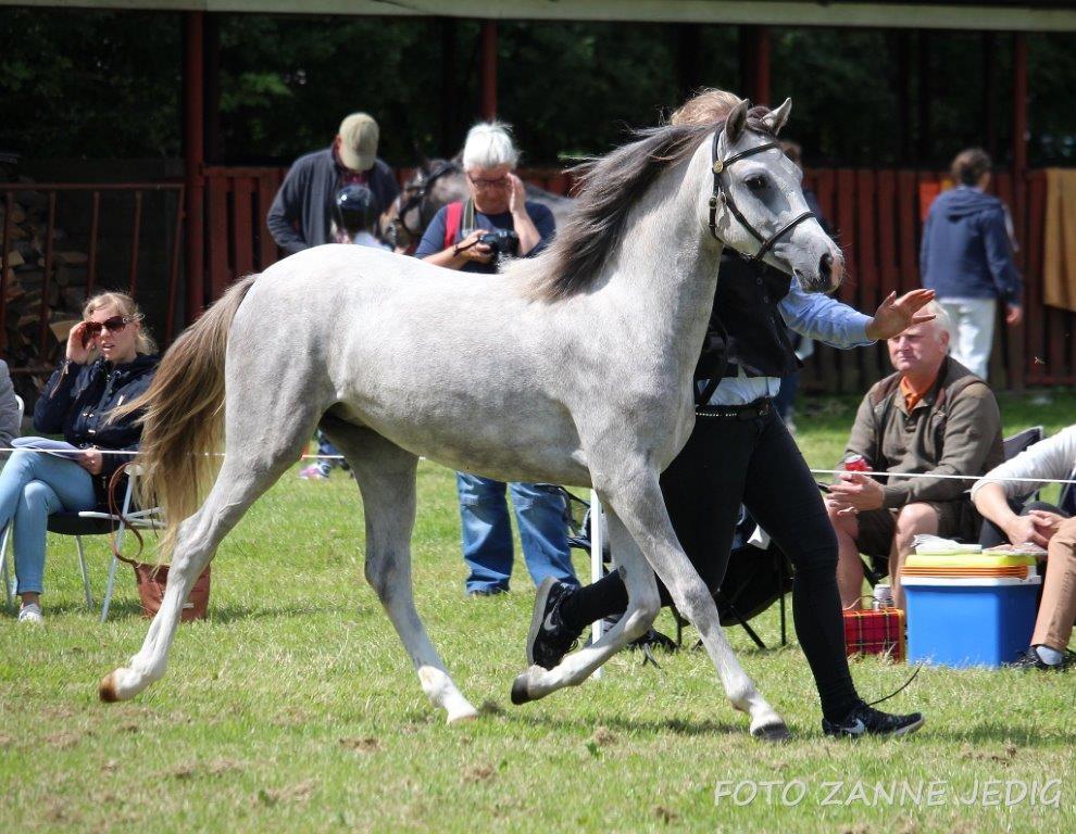 Welsh Pony (sec B) Bjerregaards Savannah billede 8