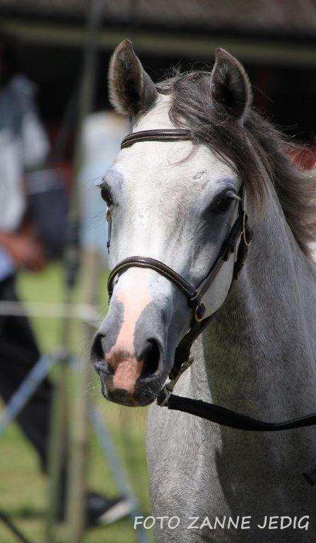 Welsh Pony (sec B) Bjerregaards Savannah billede 1