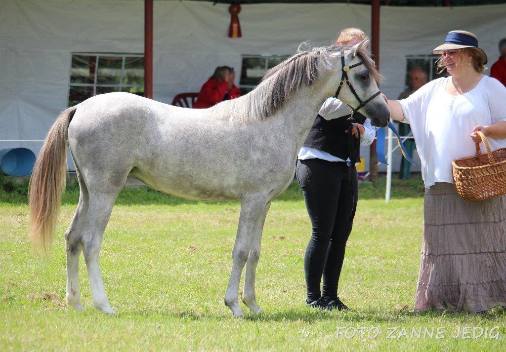 Welsh Pony (sec B) Bjerregaards Savannah billede 9
