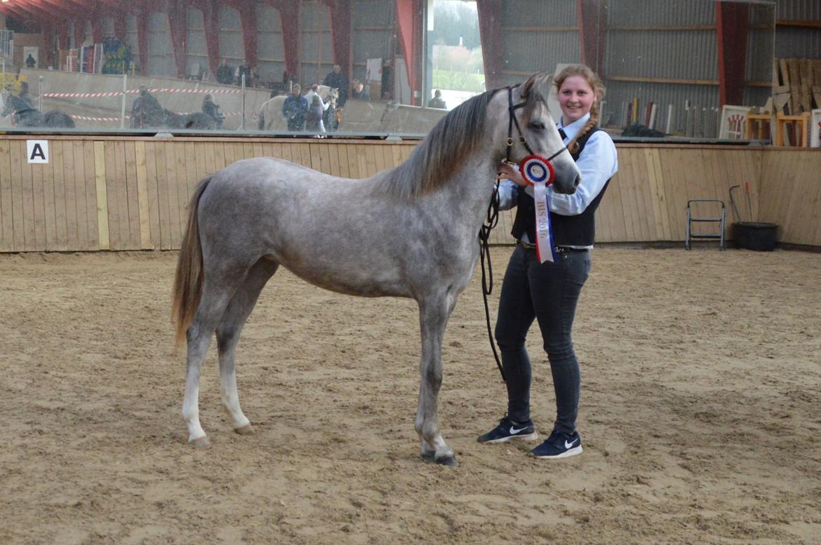 Welsh Pony (sec B) Bjerregaards Savannah billede 10