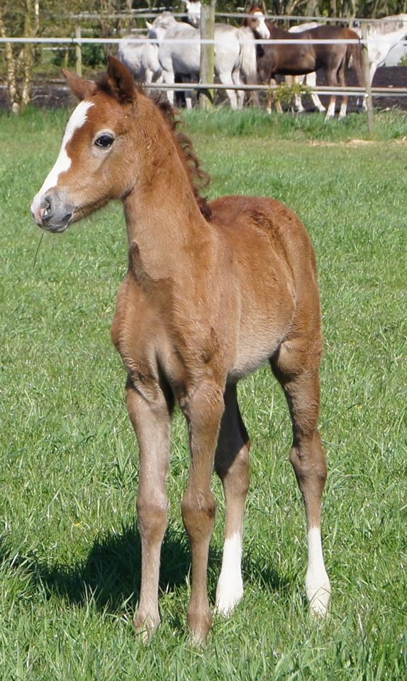 Welsh Pony (sec B) Bjerregaards Savannah billede 12