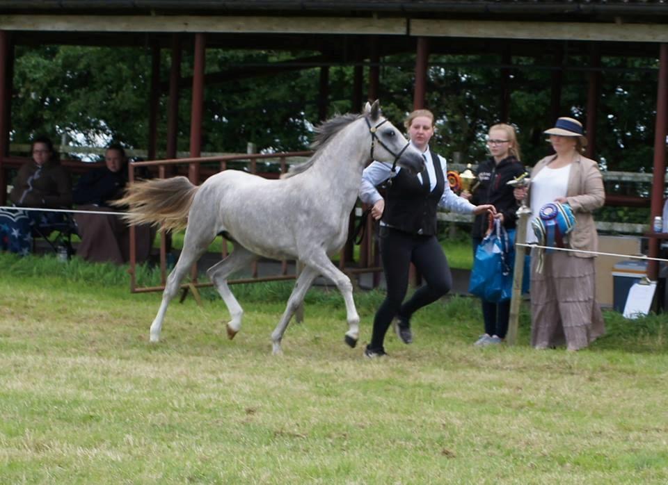 Welsh Pony (sec B) Bjerregaards Savannah billede 13