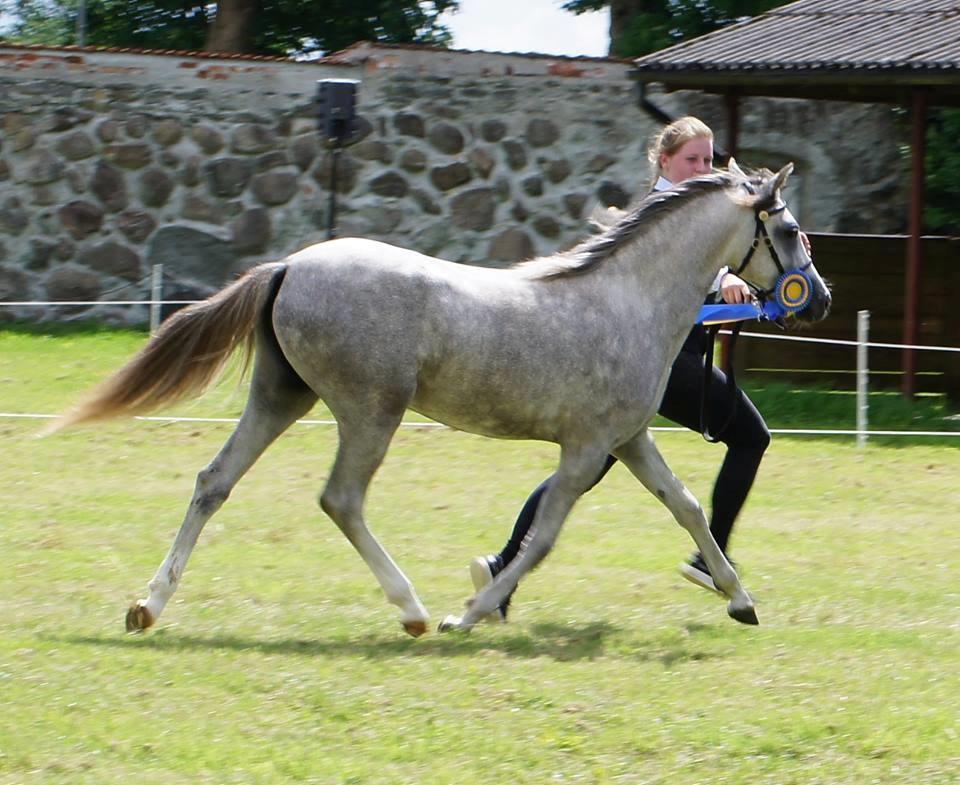 Welsh Pony (sec B) Bjerregaards Savannah billede 14