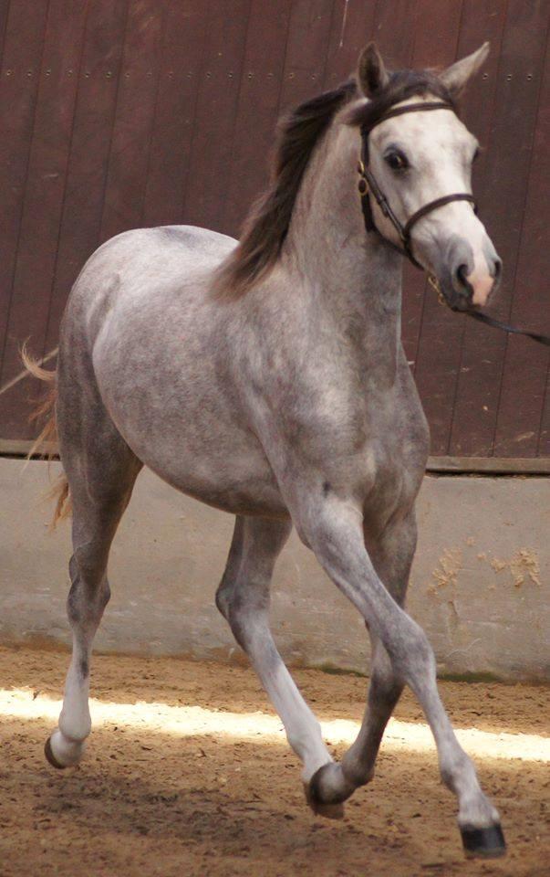 Welsh Pony (sec B) Bjerregaards Savannah billede 15