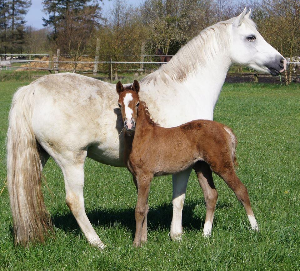 Welsh Pony (sec B) Bjerregaards Savannah billede 11