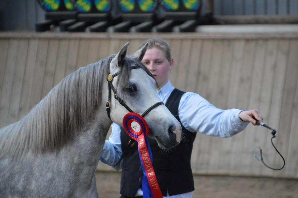 Welsh Pony (sec B) Bjerregaards Savannah billede 17