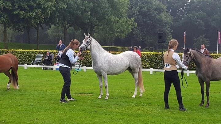 Welsh Pony (sec B) Bjerregaards Savannah billede 2