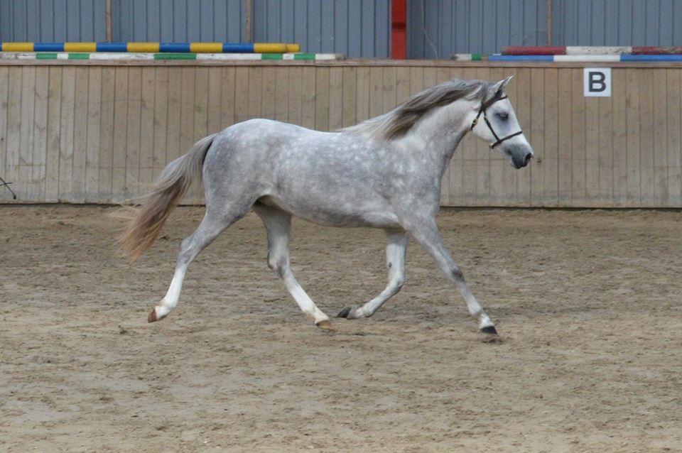 Welsh Pony (sec B) Bjerregaards Savannah billede 16