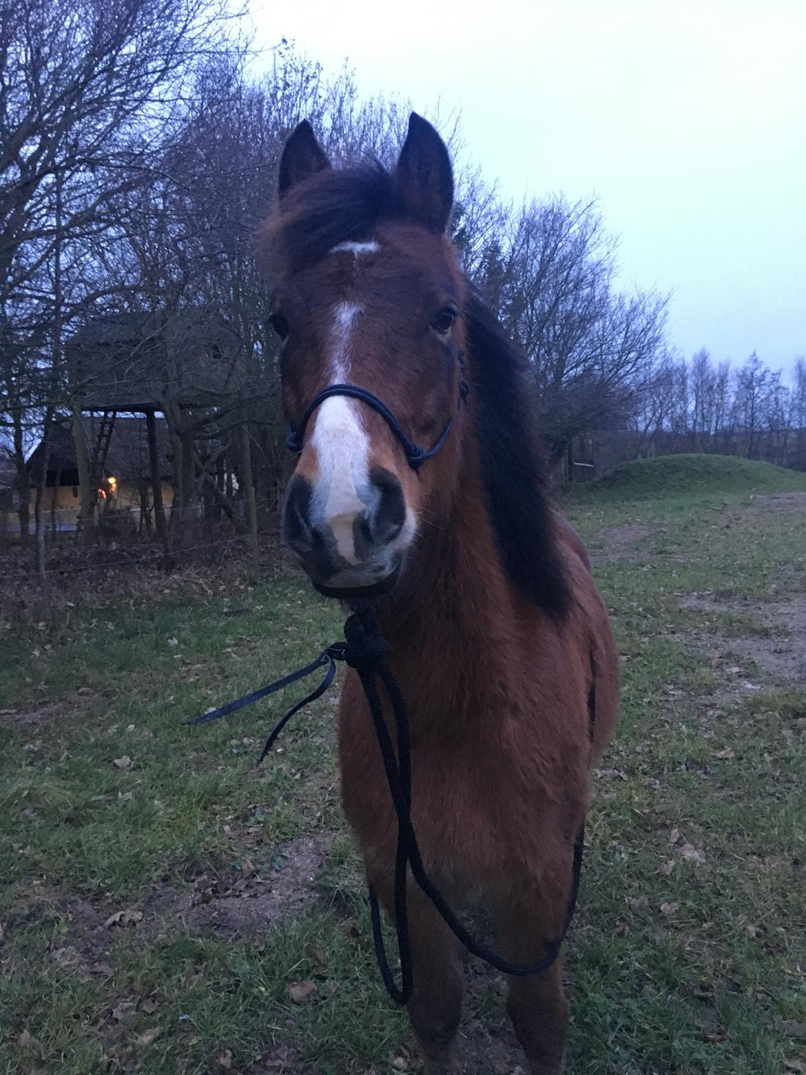 New Forest Poppelgårdens L'uno (aka Luno) [lånehest] - Smukke vintermule billede 18