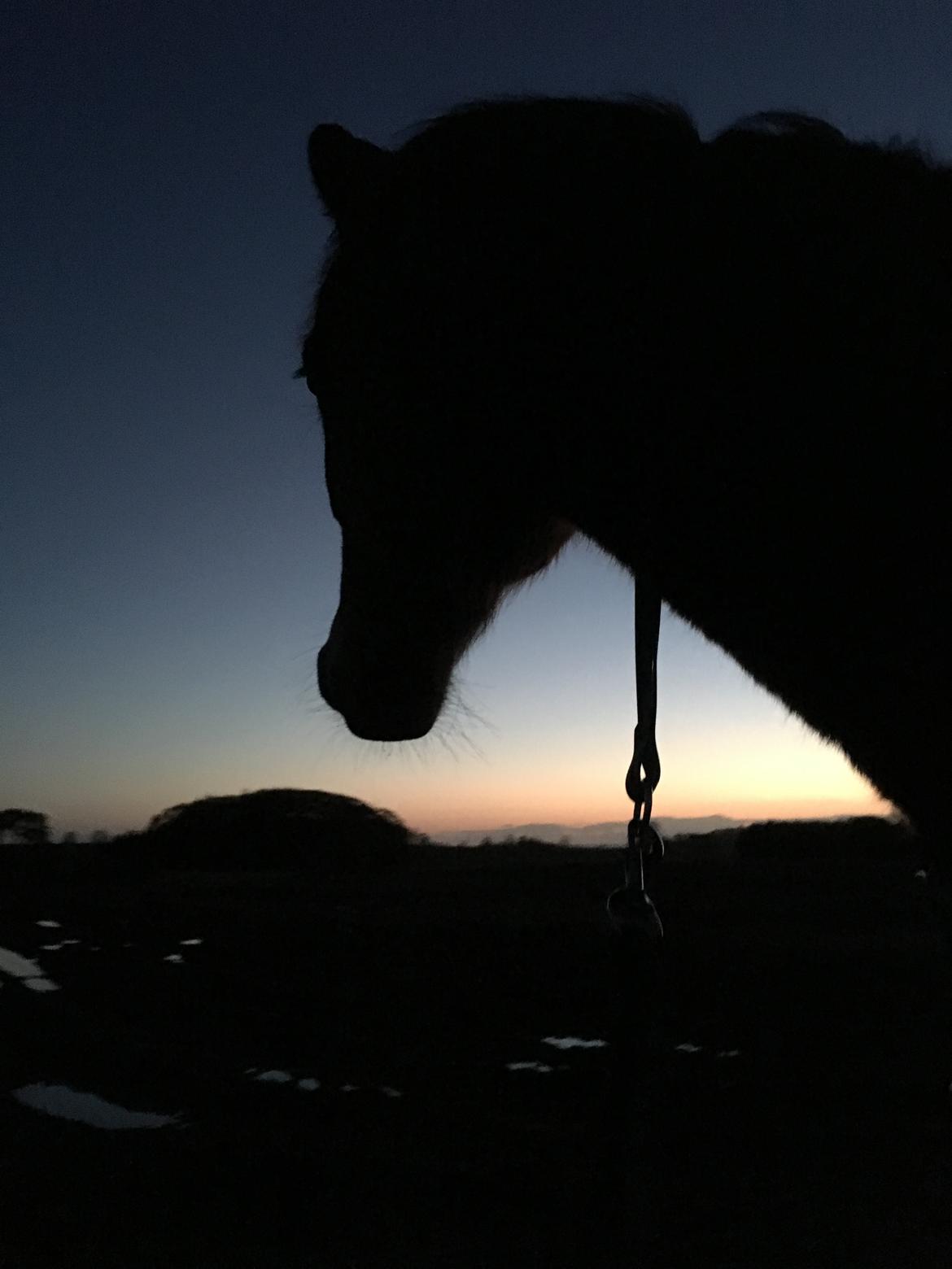 New Forest Poppelgårdens L'uno (aka Luno) [lånehest] - Solnedgangsgårtur i cordeo <3 billede 1