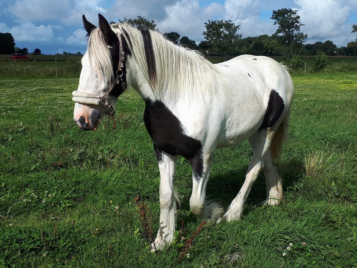 Drumhorse Alanas Dunja et Drumhorse Giant - August 2017 billede 13